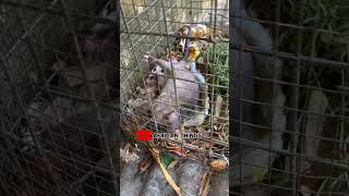 Bush rat at a backyard farm in Ghana 2 africancountry ghanaafrica ghana shorts [upl. by Redleh]