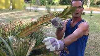 How To Trim a Sago Palm [upl. by Almire349]