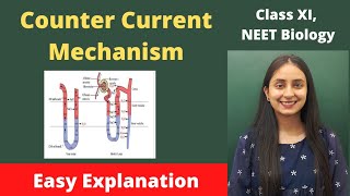 Counter Current Mechanism  Human Physiology  Class XI  NEET [upl. by Aritak203]