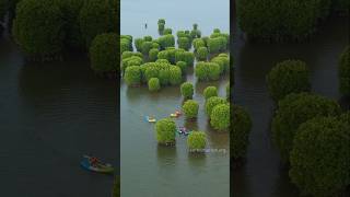 Boating through Kavvayi Backwaters in Kannur [upl. by Ddene692]