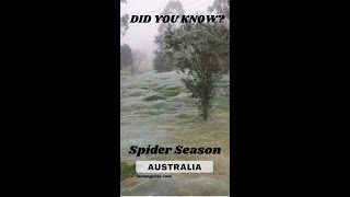 Spider Season in Australia  Spider rain phenomenon explained shorts spider spiderseason [upl. by Ytsur]