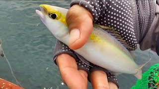 Caught a Butterfly whiptail fish Pentapodus setosus on wait and bait [upl. by Lorenzo]