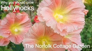 HOLLYHOCKS FLOWERS Why you should grow Hollyhocks flowers [upl. by Alleiram]