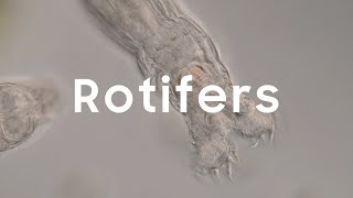 Rotifers [upl. by Sokairyk]