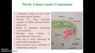 Pteris Sporangium amp its dehiscence [upl. by Salot]