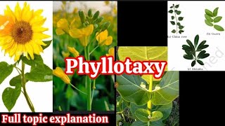 Phyllotaxy Class 11  Full topic Morphology of flowering plants ✨️👆 [upl. by Girvin]