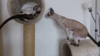 Cornish Rex wants to play with his new girlfriend [upl. by Anthea]