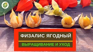 ФИЗАЛИС ЯГОДНЫЙ  как вырастить ухаживать сбор урожая [upl. by Ahsemal200]