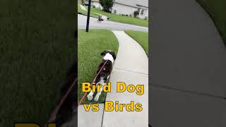 quotBird Dogquot Springer Spaniel Golden Retriever and Me Harassing Canada Geese In The Neighborhood [upl. by Denoting]