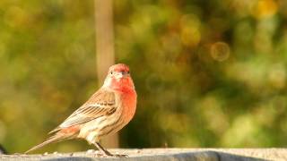 BIRDS of the Puget Sound Region  House Finches in Amazing HD [upl. by Nelli]