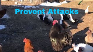 How to Prevent Hawks Killing Your Chickens [upl. by Ttevy75]