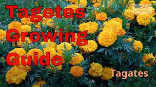 Tagetes Growing Guide [upl. by Ennylyak]