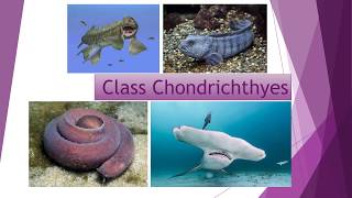 chondrichthyes [upl. by Haela]