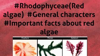 B Sc 1st year RhodophyceaeRed algae General features Important facts about red algae [upl. by Lejeune498]