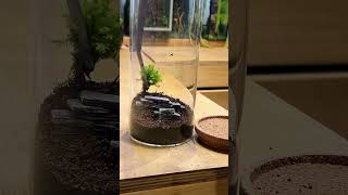 making a new paludarium paludarium shorts [upl. by Lucretia]