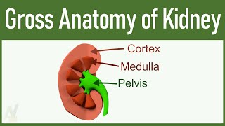 01 Gross Anatomy of Kidney [upl. by Gelman]