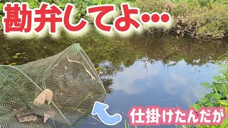 生き物が侵入しないため池に罠を仕掛けたらとんでもない事態に [upl. by Bonn974]