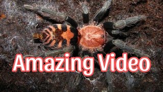 Davus Pentaloris  An amazing molt video  start to finish [upl. by Rundgren946]