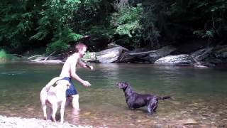 AMAZING SWIM WITH LABRADOR RETRIEVERS [upl. by Odranreb]