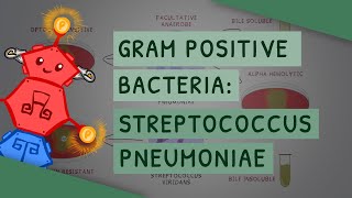 Gram Positive Bacteria Streptococcus pneumoniae [upl. by Sherer]