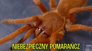 Największy ptasznik świata i inne  Theraphosa apophysis Linothele megatheloides O philippinus [upl. by Fenner]