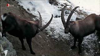 Steinbock in den Alpen [upl. by Nwahc]