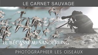 Photographier les oiseaux  le Bécasseau sanderling [upl. by Gesner]