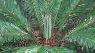 Sago Palm TimeLapse Things Like That [upl. by Proud196]