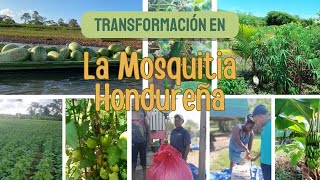 La Mosquitia hondureña Un ejemplo de desarrollo económico inclusivo [upl. by Ari274]