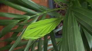 Areca Palm Houseplant  Dypsis Lutescens [upl. by Li83]