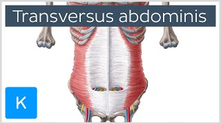 Transversus Abdominis Muscle Function amp Origins  Human Anatomy  Kenhub [upl. by Judah]