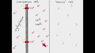 AS Biology  Translocation [upl. by Macmullin978]