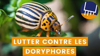 Lutter contre les doryphores et leurs larves  Méthodes naturelles pour protéger votre potager [upl. by Tobin87]