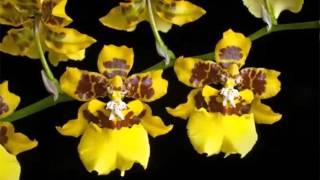 Oncidium Orchid  Identify Breed By Picture  Flower Oncidium Orchid [upl. by Anabelle537]