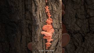 Time Lapse of pink Oyster mushrooms grow shorts [upl. by Horick958]