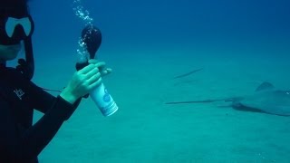 Freediving with balloons Weird Science Experiment 4 [upl. by Hellman939]