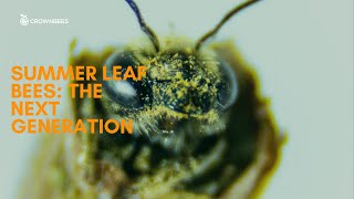 Summer Leaf Bees The Next Generation [upl. by Kaine]