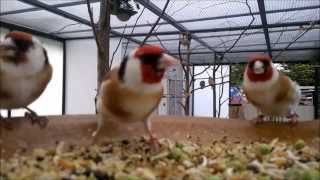 Stieglitz Zucht jilguero 2014birds goldfinch chardonneret [upl. by Betthel]