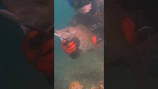 HARD FISH to catch 🐟 fishing chassesousmarine spearfishing dubai [upl. by Selin]