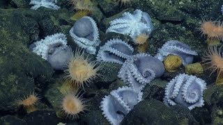 Massive Aggregations of Octopus Brooding Near Shimmering Seeps  Nautilus Live [upl. by Meil]