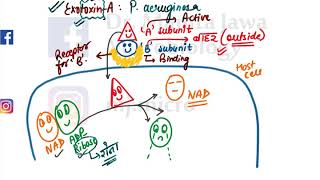 Exotoxin A by Dr Mamta Jawa MJMICRO [upl. by Jaycee677]