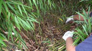 How to prune a clumping bamboo [upl. by Okiman47]