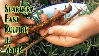 Propagating Seaberry  Softwood Cuttings in Water [upl. by Akialam]