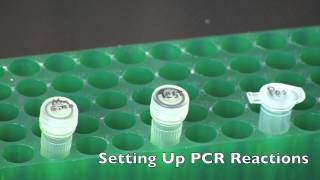 GMO Detection by PCR [upl. by Nyladnohr]