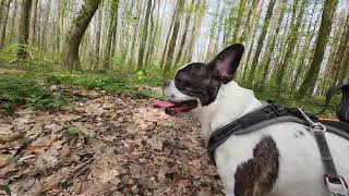 Walking in the Forest with French Bulldog 🐝🐦‍⬛🌲 Nature Sounds [upl. by Euqcaj891]