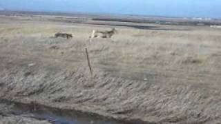 Weimaraner Vs Deer [upl. by Nillad655]