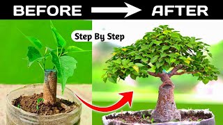 Watch A Stunning Timelapse Of Mame Bonsai Growth [upl. by Hazeefah]