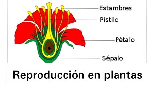 Reproducción en plantas  Ciencias Naturales [upl. by Anuaek]