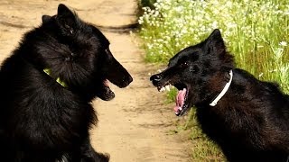 Belgian Groenendael Dog Attack [upl. by Kettie]