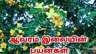 ஆவாரம் இலையின் பயன்கள்  Aavaram tree features  for Tamil  ShaamTech [upl. by Raynold485]